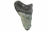 Partial Megalodon Tooth - South Carolina #272547-1